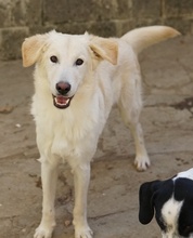 JAMESBOND, Hund, Mischlingshund in Griechenland - Bild 10