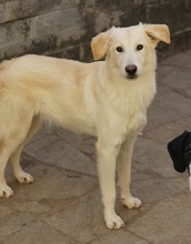 JAMESBOND, Hund, Mischlingshund in Griechenland - Bild 11