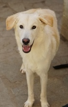 JAMESBOND, Hund, Mischlingshund in Griechenland - Bild 12