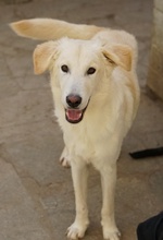 JAMESBOND, Hund, Mischlingshund in Griechenland - Bild 13