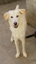 JAMESBOND, Hund, Mischlingshund in Griechenland - Bild 14