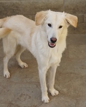 JAMESBOND, Hund, Mischlingshund in Griechenland - Bild 15