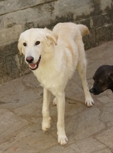 JAMESBOND, Hund, Mischlingshund in Griechenland - Bild 16