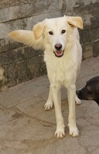 JAMESBOND, Hund, Mischlingshund in Griechenland - Bild 17