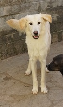 JAMESBOND, Hund, Mischlingshund in Griechenland - Bild 18