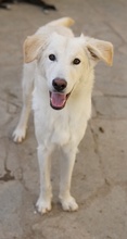 JAMESBOND, Hund, Mischlingshund in Griechenland - Bild 2