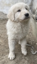 JAMESBOND, Hund, Mischlingshund in Griechenland - Bild 20