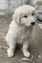 JAMESBOND, Hund, Mischlingshund in Griechenland - Bild 21