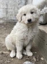 JAMESBOND, Hund, Mischlingshund in Griechenland - Bild 23