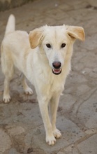 JAMESBOND, Hund, Mischlingshund in Griechenland - Bild 3
