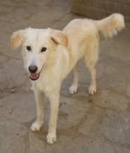 JAMESBOND, Hund, Mischlingshund in Griechenland - Bild 4