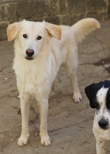 JAMESBOND, Hund, Mischlingshund in Griechenland - Bild 5