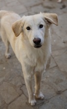 JAMESBOND, Hund, Mischlingshund in Griechenland - Bild 6