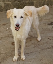 JAMESBOND, Hund, Mischlingshund in Griechenland - Bild 7