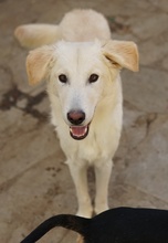JAMESBOND, Hund, Mischlingshund in Griechenland - Bild 8