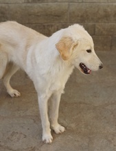 JAMESBOND, Hund, Mischlingshund in Griechenland - Bild 9