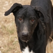 JEPPE, Hund, Mischlingshund in Griechenland - Bild 1