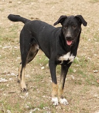 JEPPE, Hund, Mischlingshund in Griechenland - Bild 10