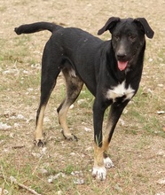JEPPE, Hund, Mischlingshund in Griechenland - Bild 11