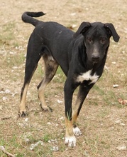 JEPPE, Hund, Mischlingshund in Griechenland - Bild 12