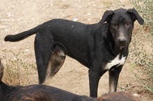 JEPPE, Hund, Mischlingshund in Griechenland - Bild 13