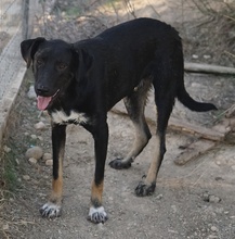 JEPPE, Hund, Mischlingshund in Griechenland - Bild 14