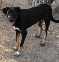 JEPPE, Hund, Mischlingshund in Griechenland - Bild 15