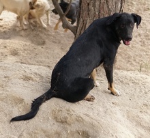 JEPPE, Hund, Mischlingshund in Griechenland - Bild 16