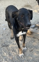 JEPPE, Hund, Mischlingshund in Griechenland - Bild 17