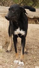 JEPPE, Hund, Mischlingshund in Griechenland - Bild 2