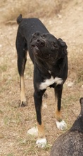 JEPPE, Hund, Mischlingshund in Griechenland - Bild 3