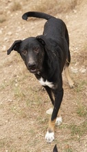 JEPPE, Hund, Mischlingshund in Griechenland - Bild 4