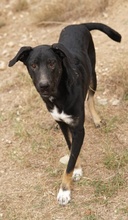 JEPPE, Hund, Mischlingshund in Griechenland - Bild 5