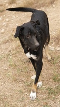 JEPPE, Hund, Mischlingshund in Griechenland - Bild 6
