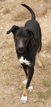 JEPPE, Hund, Mischlingshund in Griechenland - Bild 7