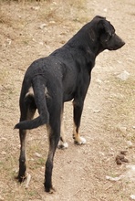 JEPPE, Hund, Mischlingshund in Griechenland - Bild 8