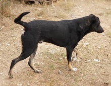 JEPPE, Hund, Mischlingshund in Griechenland - Bild 9