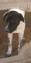 YASKA, Hund, Mischlingshund in Griechenland - Bild 3