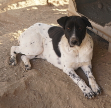 YASKA, Hund, Mischlingshund in Griechenland - Bild 4