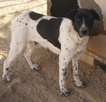 YASKA, Hund, Mischlingshund in Griechenland - Bild 5