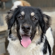 RAINY, Hund, Mischlingshund in Griechenland - Bild 12
