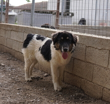 RAINY, Hund, Mischlingshund in Griechenland - Bild 14