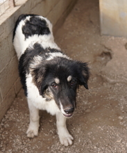 RAINY, Hund, Mischlingshund in Griechenland - Bild 15