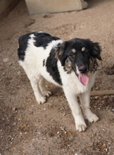 RAINY, Hund, Mischlingshund in Griechenland - Bild 16