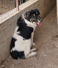 RAINY, Hund, Mischlingshund in Griechenland - Bild 17