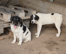 RAINY, Hund, Mischlingshund in Griechenland - Bild 18