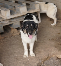 RAINY, Hund, Mischlingshund in Griechenland - Bild 19