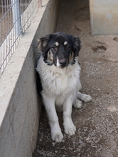 RAINY, Hund, Mischlingshund in Griechenland - Bild 20