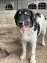 RAINY, Hund, Mischlingshund in Griechenland - Bild 23
