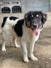 RAINY, Hund, Mischlingshund in Griechenland - Bild 24